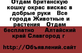 Отдам британскую кошку окрас вискас в добрые руки - Все города Животные и растения » Отдам бесплатно   . Алтайский край,Славгород г.